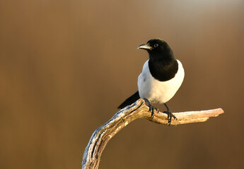 Magpie bird close up ( Pica pica )