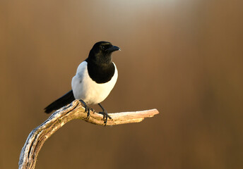 Magpie bird close up ( Pica pica )