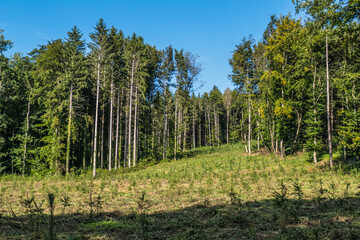Fototapeta na wymiar Wiederaufforstung durch anpflanzen von jungen Bäumen im Mischwald