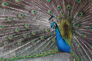 Obraz premium Beautiful peacock close up. Gorgeous peacock tail. Exotic bird. 