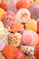 Top view of beautiful color seashells as background