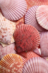 Top view of beautiful color seashells as background