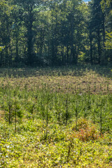 Wiederaufforstung durch anpflanzen von jungen Bäumen im Mischwald