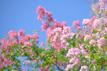 サルスベリの花