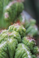 close up of needles on a green succulent plant growing in the desert garden 