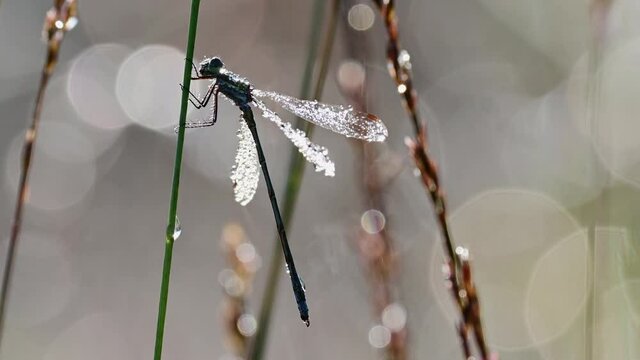 Dragonfly in the morning dew at the moor with backlight, common spreadwing male, summer, (lestes sponsa), lower saxony, germany
