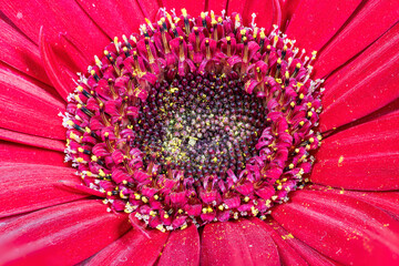 il centro della gerbera