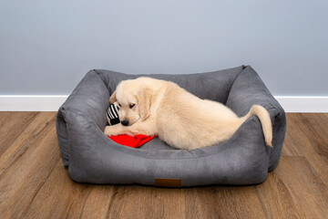 Male golden retriever puppy playing in a playpen with a rag ball on modern vinyl panels in the living room of the house.