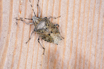 bug on wood macro