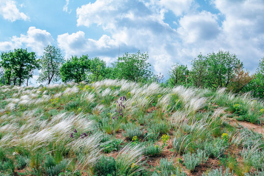 Spring landscape - meadow on a hill in a forest with fresh green grass, flowers and white stipa or feather grass