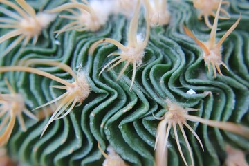 Fototapeta na wymiar Green cactus 