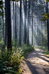 Obraz premium Fresh early morning mist in the forest. Beautiful sunrise in the woods with a fog, green trees and bushes. Real is beautiful. 