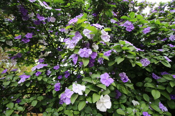 Flor del Jazmín Paraguayo en Primavera