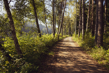 Fresh early morning mist in the forest. Beautiful sunrise in the woods with a fog, green trees and bushes. Real is beautiful. 