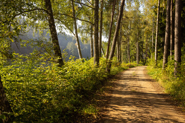 Fresh early morning mist in the forest. Beautiful sunrise in the woods with a fog, green trees and bushes. Real is beautiful. 