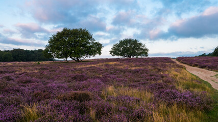 Fototapeta premium Heathland with trees early in the morning