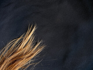 Light brown hair on a dark blue background. Copyspace. Hair requires care. The color is also light red