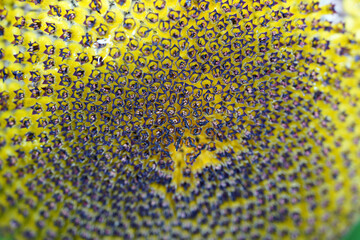 close up of a sunflower background
