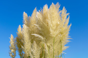 Selective focus of white cream fluffy flower of Pampas grass in the garden with blue clear sky, Cortaderia selloana is a flowering plant native to southern South America, Nature flora background.