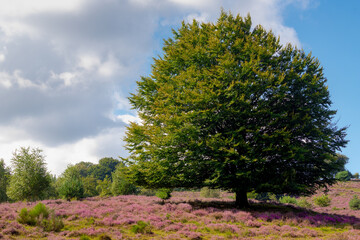 Flowering Calluna vulgaris (heather, ling, or simply heather) under blue sky and white fluffy clouds, Purple flowers on the hilly side field, Posbank, Veluwezoom National Park, Gelderland, Netherlands