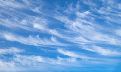 Fototapeta premium White clouds on a blue sky. Clouds of interesting shape, like feathers. Background or banner
