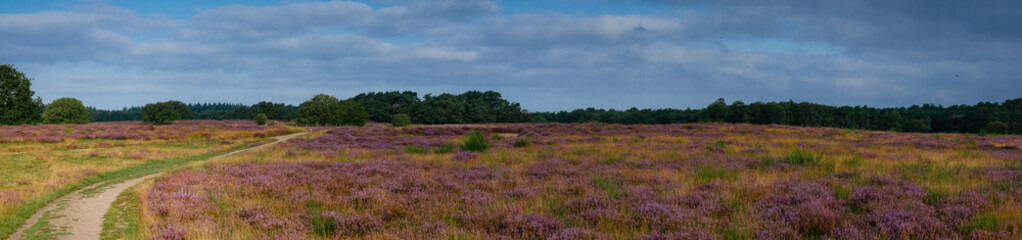 Fototapeta na wymiar Panorama of heathland with trees early in the morning