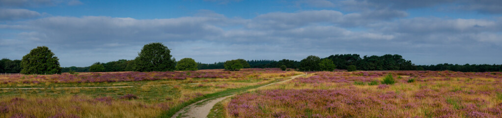 Panorama of heathland with trees early in the morning