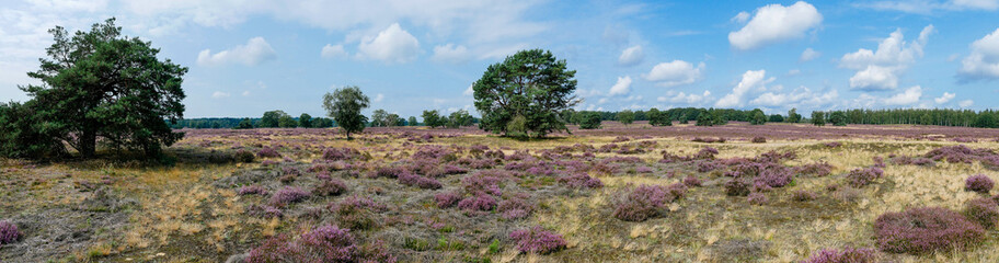 Panorama of heathland with trees early in the morning