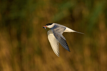 Common tern (Sterna hirundo)