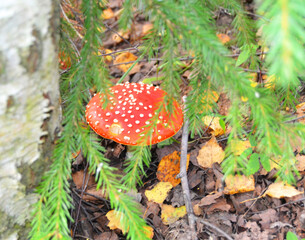 Mushroom fly agaric in the autumn forest