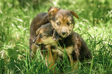 mother dog take care puppies with love