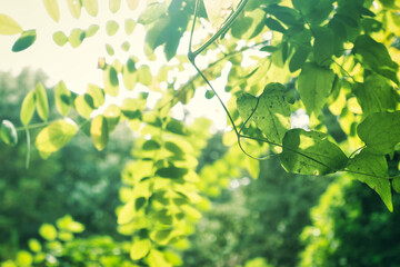 Obraz premium Summer spring background - the leaves of the tree shine in the sunlight