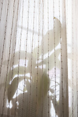 plant, flower in interior room placed on the window behind white courtain with bright backlight