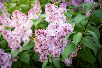 Lilac spring flowers bouquet purple background art design.