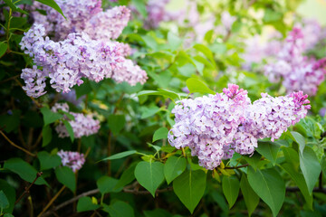 Obraz na płótnie Canvas Lilac spring flowers bouquet purple background art design.