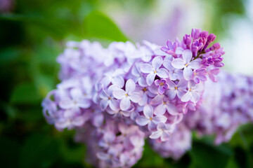 Lilac spring flowers bouquet purple background art design.
