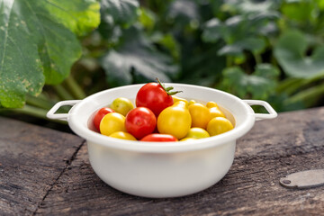 White bowl full of red and yellow cherry tomatoes in the garden