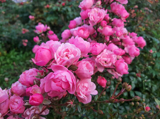 Pink roses on the bush
