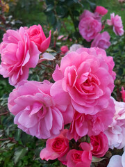 Fototapeta premium Pink roses on the bush