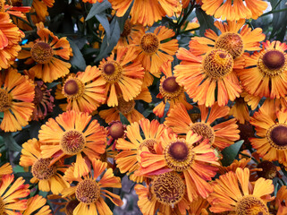 Orange flowers. Gelenium