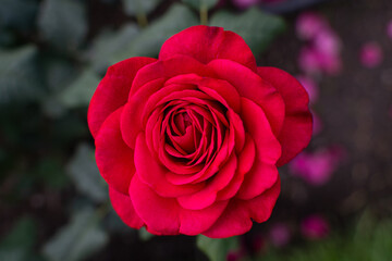perfect red rose in close up in garden