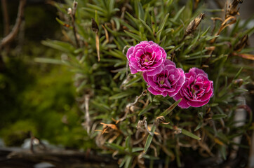 pink  flowers