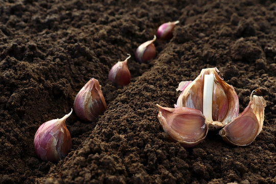 Garlic planted in the hole soil close-up. The process of planting garlic cloves in the garden. The concept of spring or autumn gardening
