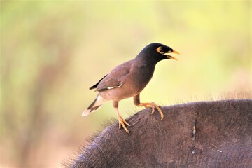 Common myna
Common myna
In this photo I clicked in the letter of a village, this bird was sitting on a animal