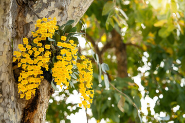 Beautiful blossom yellow dendrobium lindleyi steud on tree - obrazy, fototapety, plakaty