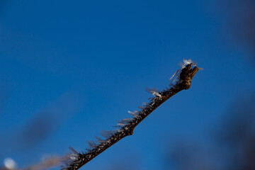 Small twig covered with big hoarfrost ice crystals in winter, with blue sky background