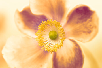 Japanese Anemone (Anemone hupehensis 'Little Princess') evening sun