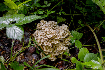 Oyster Mushrooms in the summer forest. A welcome find for the mushroom picker. Valuable and delicious culinary ingredient