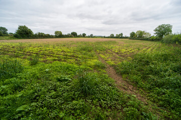 Fototapeta na wymiar An agricultural field outside of Vierlingsbeeks, The Netherlands