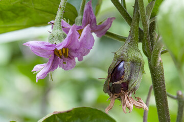 aubergine fleur legume